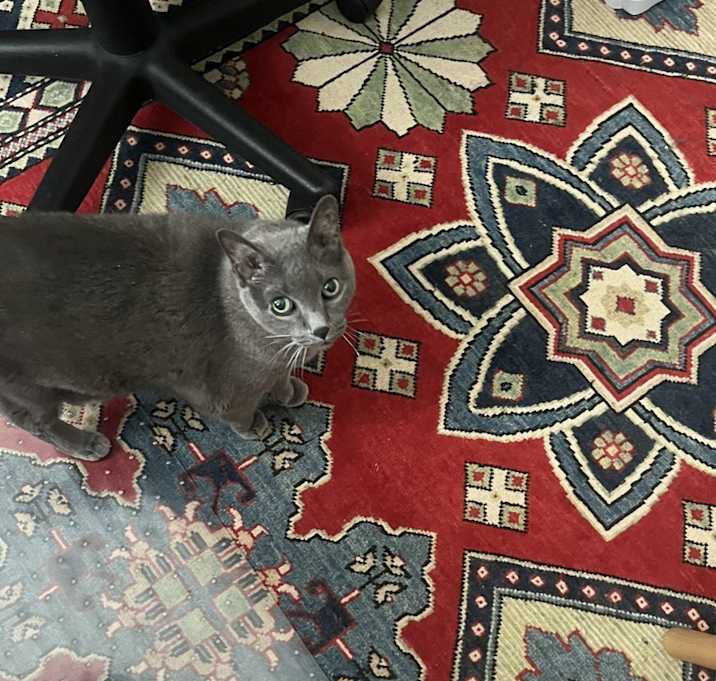 Photo of Boo
