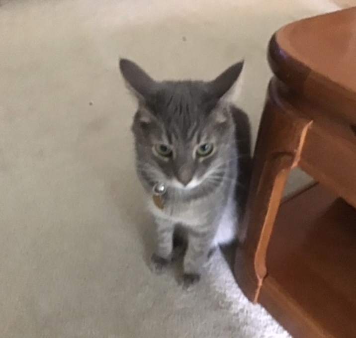 Photo of Emmett