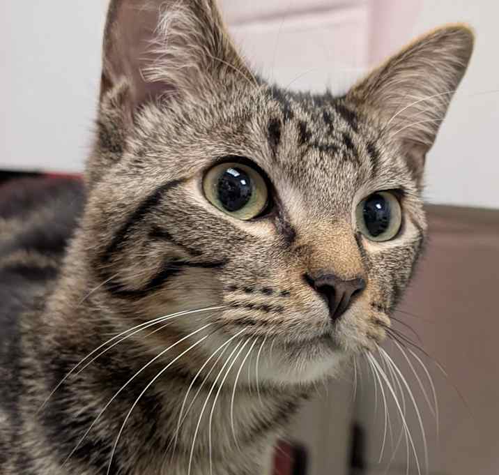 Photo of Marbles