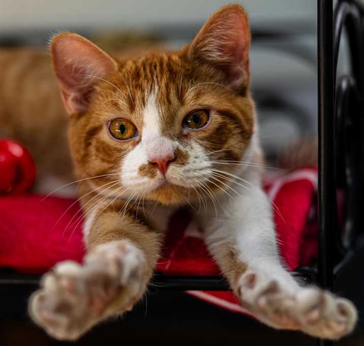 Photo of Viceroy