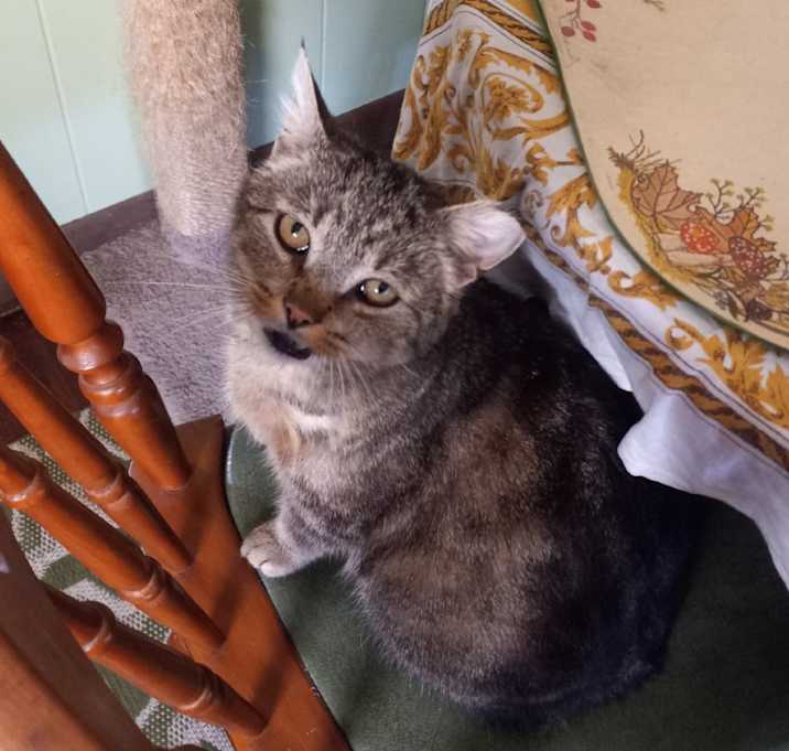 Photo of Sour Candy - IN FOSTER
