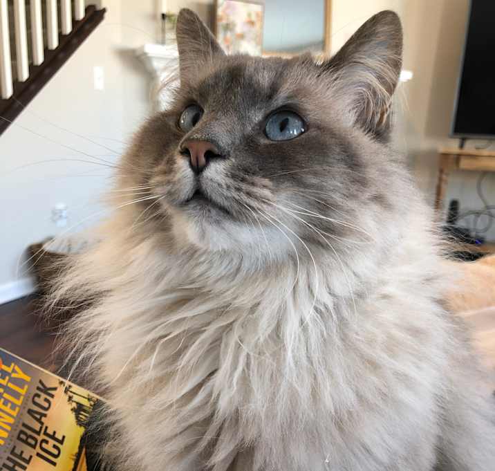 Photo of Todd