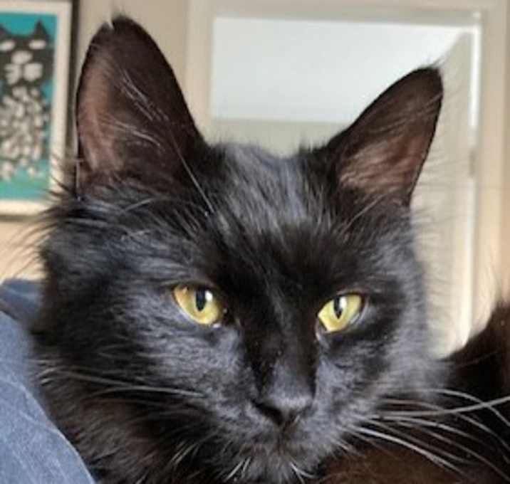 Photo of Pookie