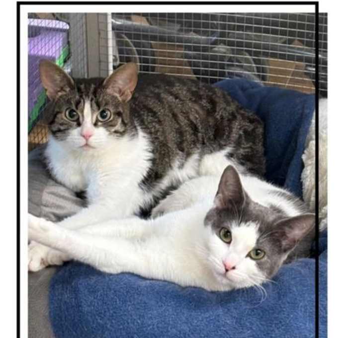 Photo of Gremlin & Greta