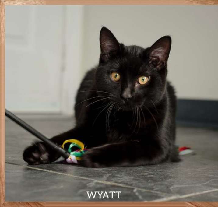 Photo of Wyatt