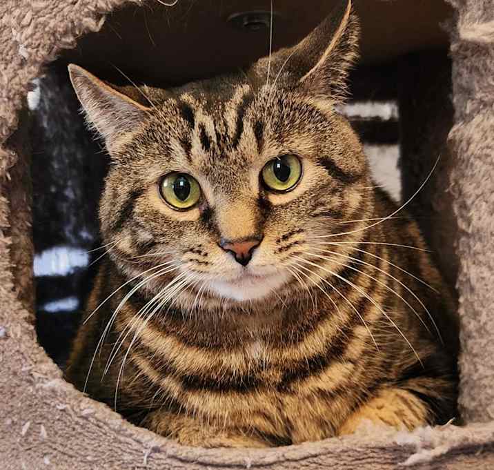Photo of Sampson - IN FOSTER