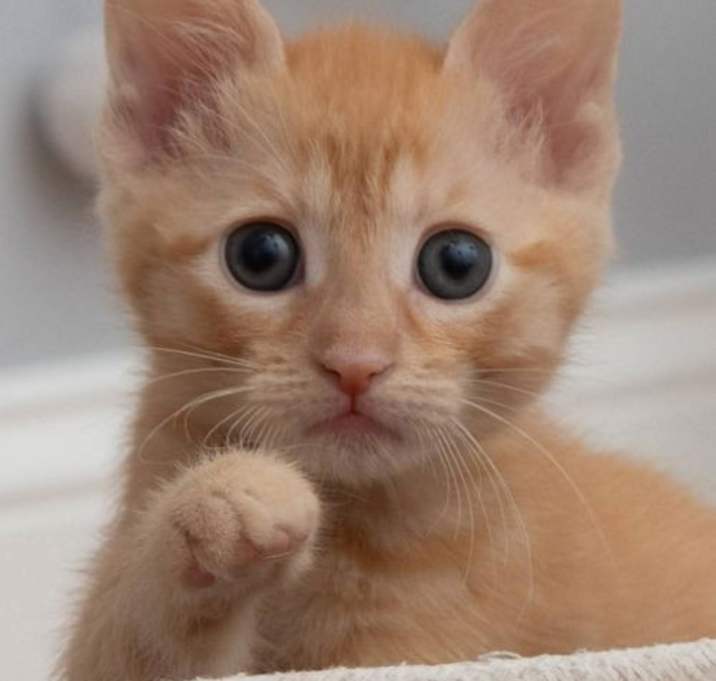 Photo of Lucky