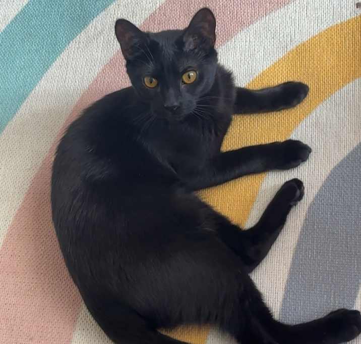Photo of Momo