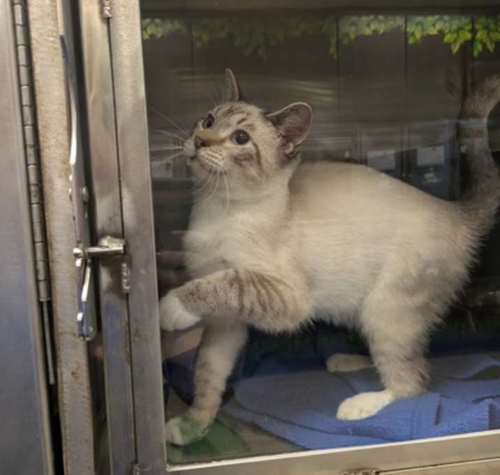 Photo of Buttermilk *special needs*