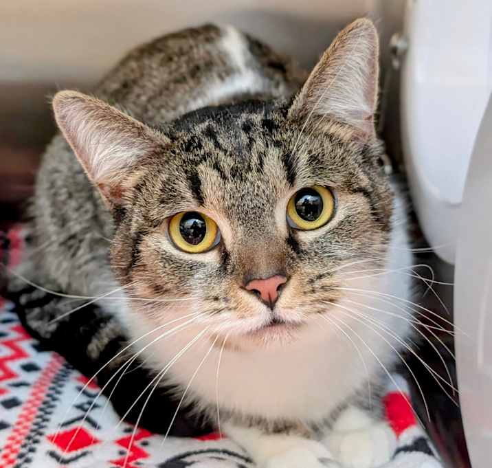 Photo of Tofu