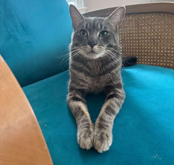 Photo of Macaroni Thunderpaws