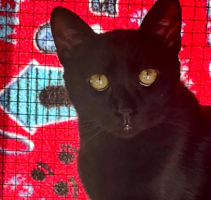 Photo of Louie