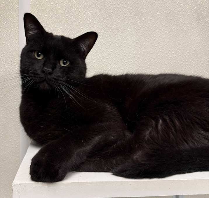 Photo of Shadow
