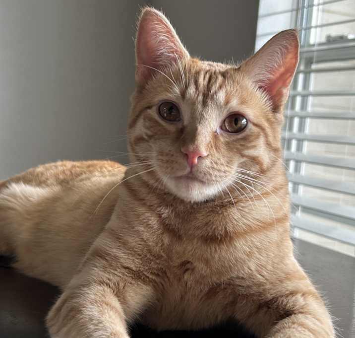 Photo of Apollo