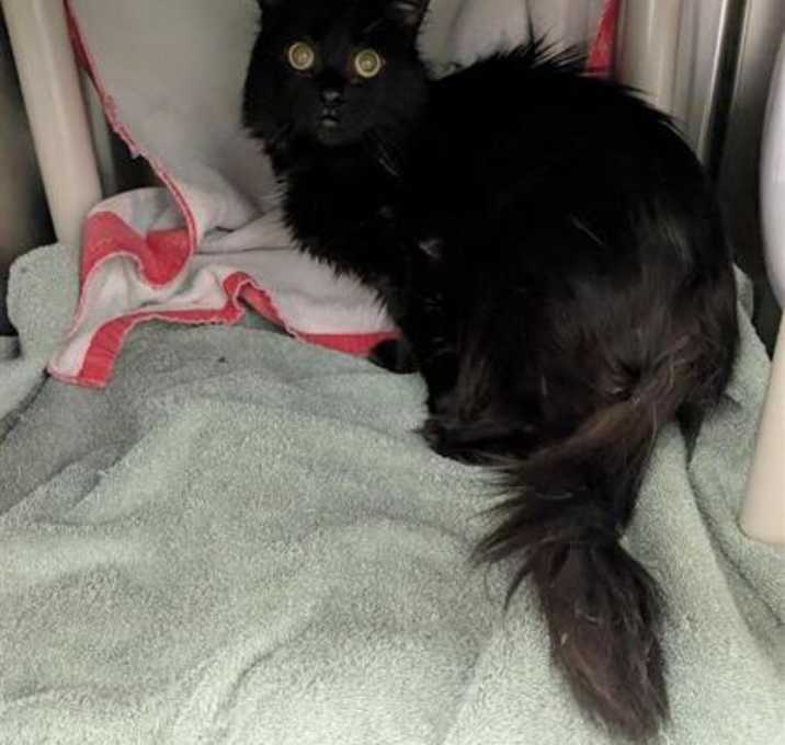Photo of Salem