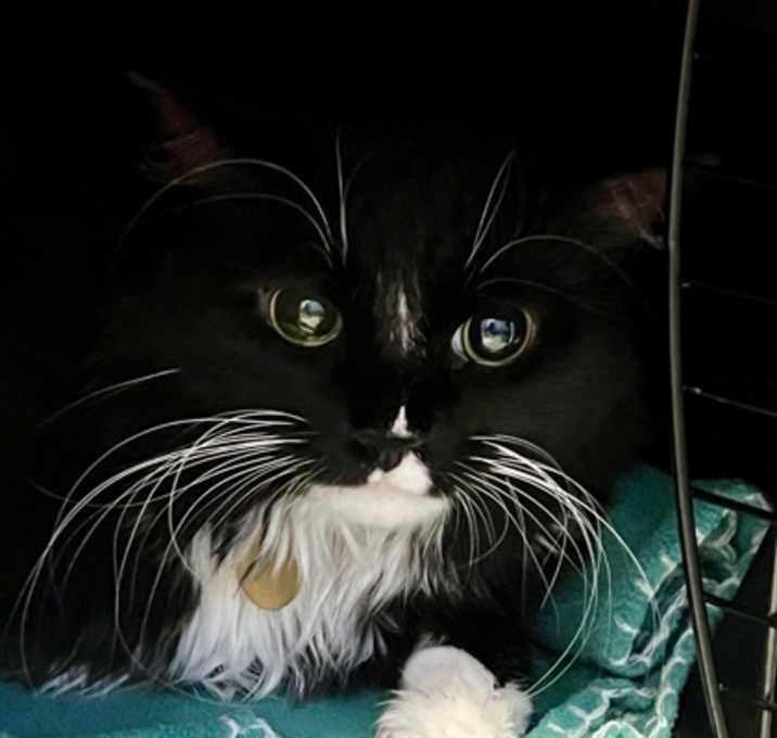 Photo of Petunia