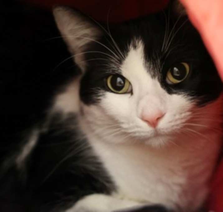 Photo of Miss Kitty