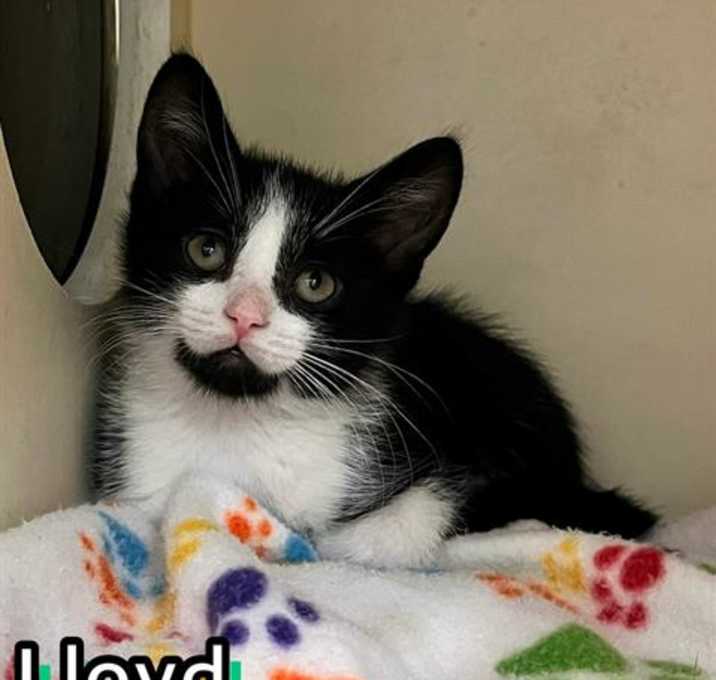 Photo of LLOYD