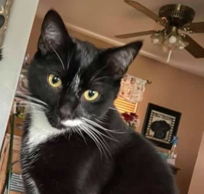 Photo of Loki