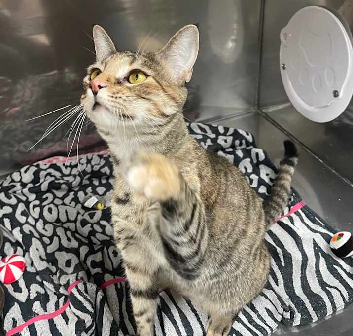 Photo of Freya