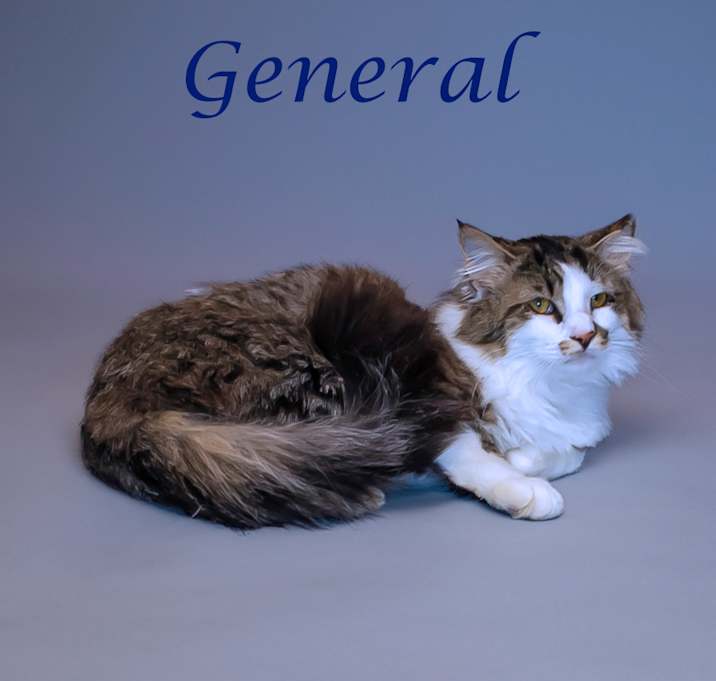 Photo of General C25-132