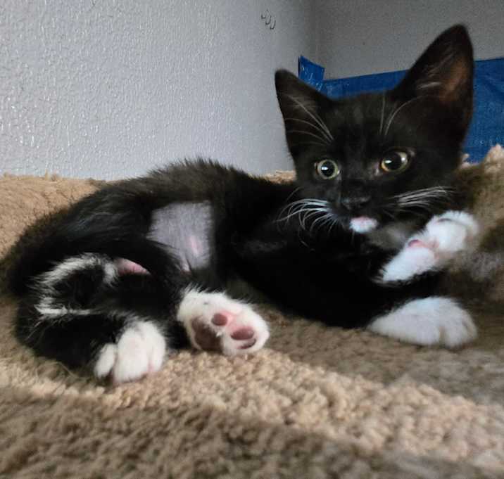 Photo of BowTie