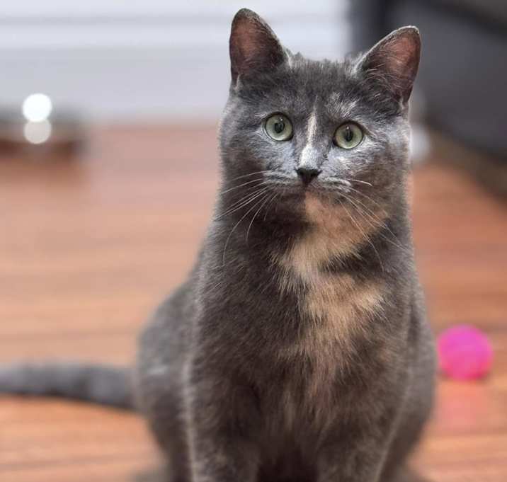 Photo of Opal