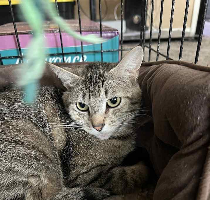 Photo of Nibbler