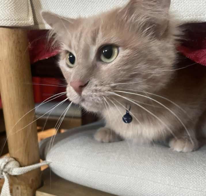 Photo of Lola