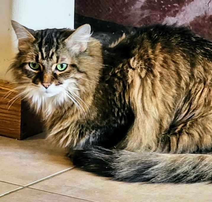 Photo of Sheba