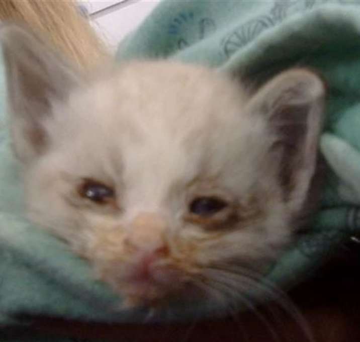 Photo of KITTY