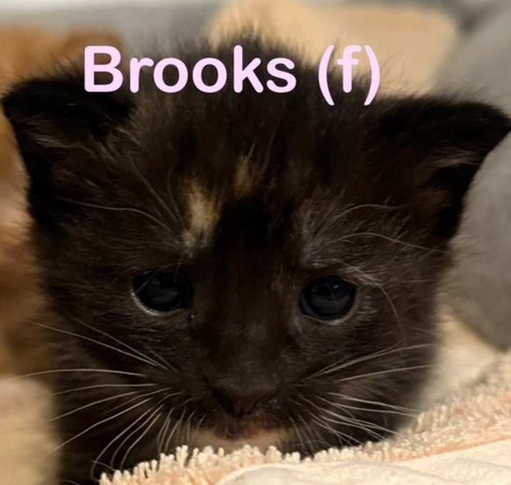 Photo of BROOKS (f) Kitten