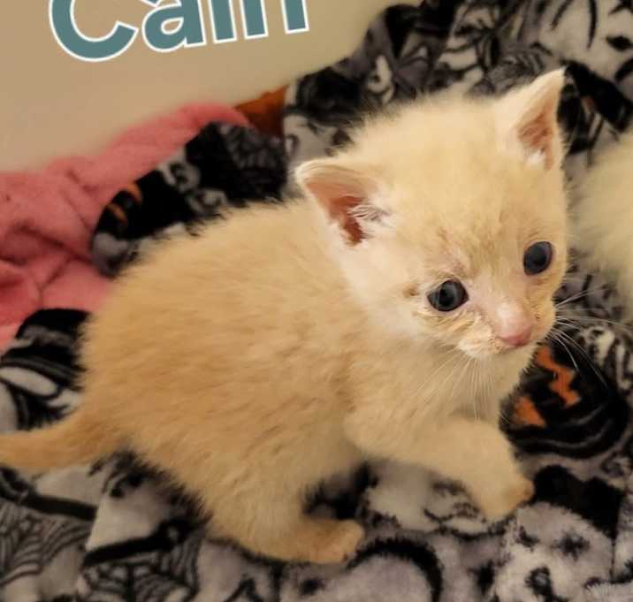 Photo of CAIN Kitten (m)