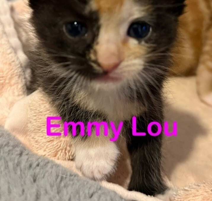 Photo of EMMY LOU Kitten (f)