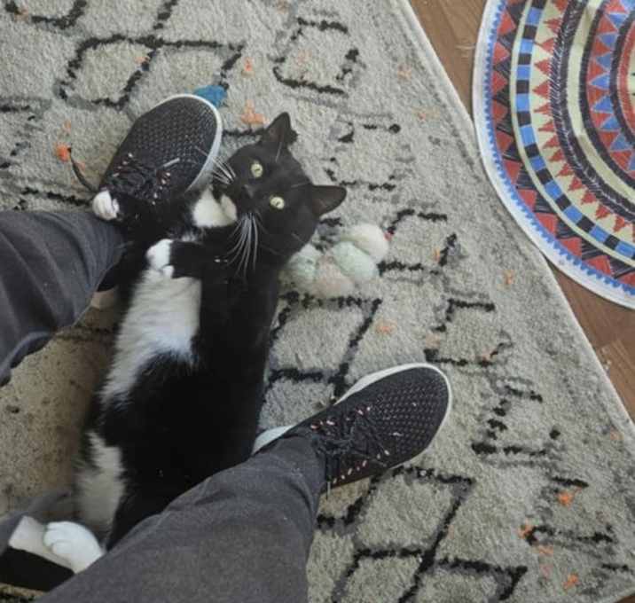 Photo of Sylvester