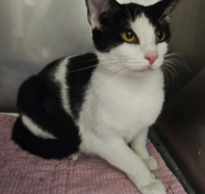Photo of Patches