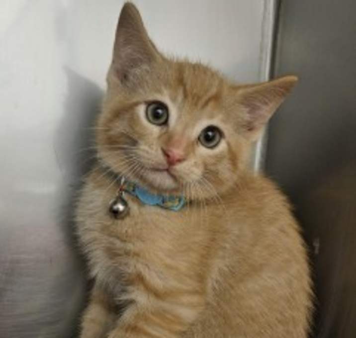 Photo of Cheeto