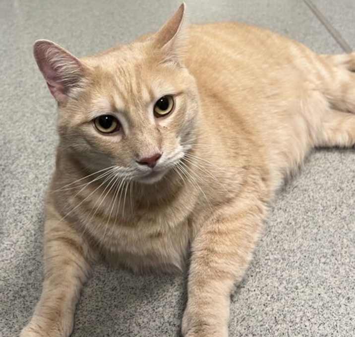 Photo of Ozzie