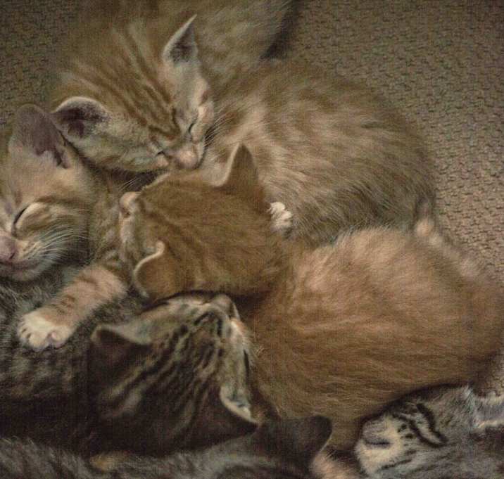 Photo of Sixkittens