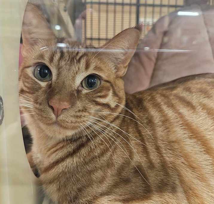 Photo of CHEDDAR