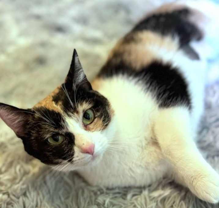 Photo of Blossom