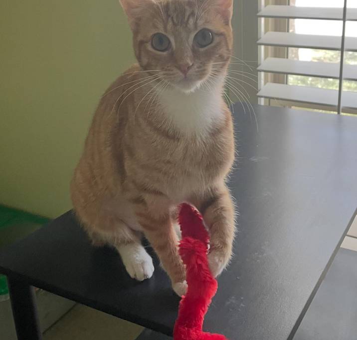 Photo of Nala