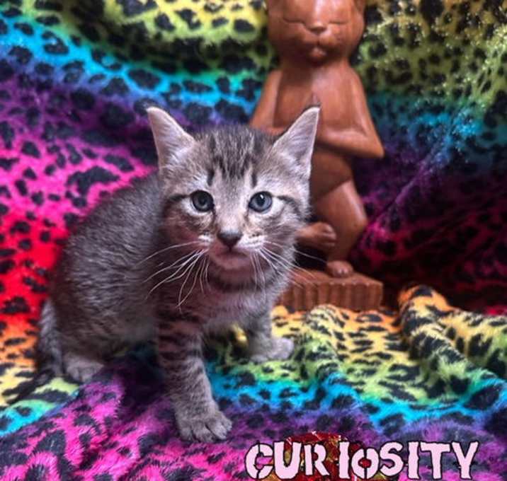 Photo of Curiousity