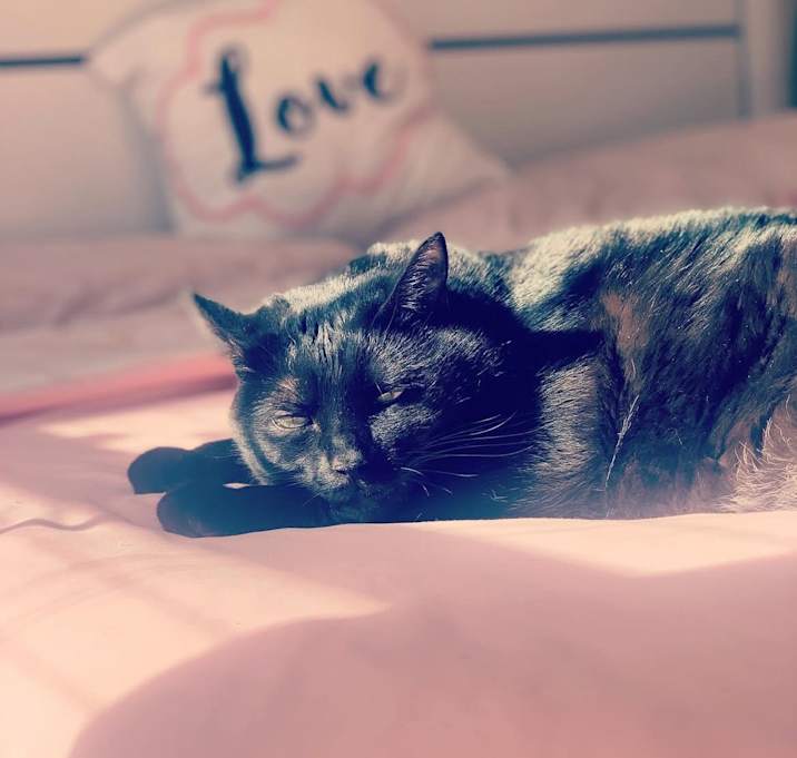 Photo of Bambi (Pouchi)