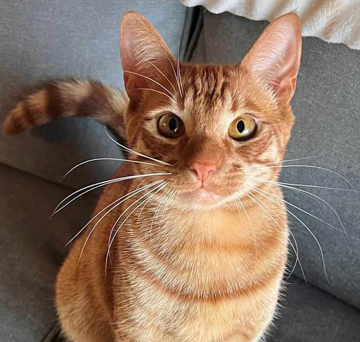 Photo of CHEETO