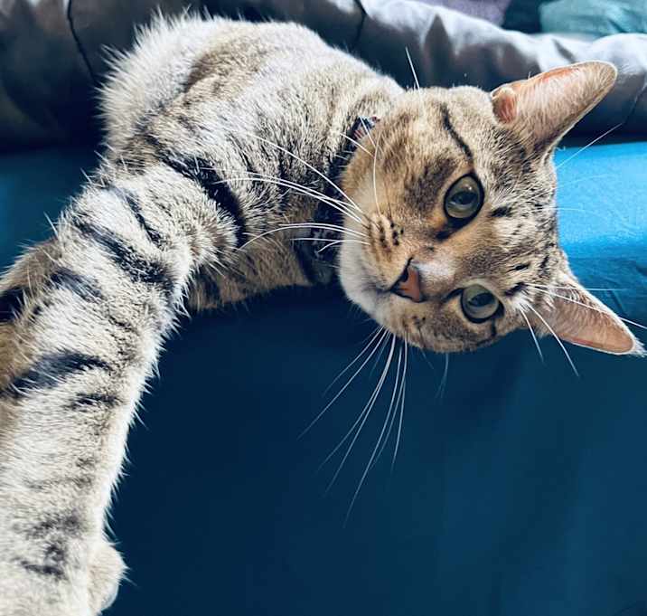 Photo of Draco