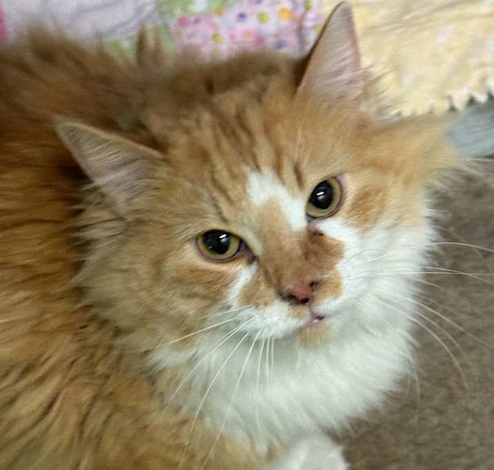 Photo of Buddy