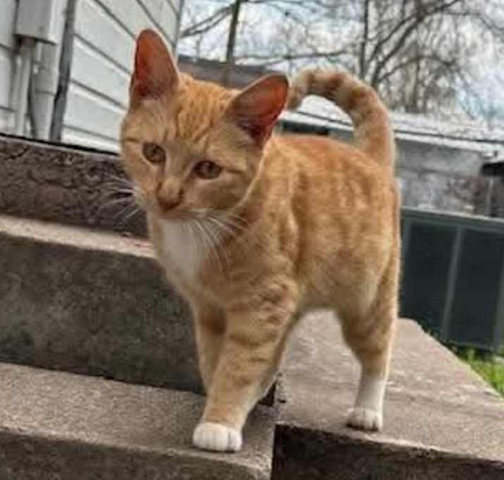 Photo of Cheddar