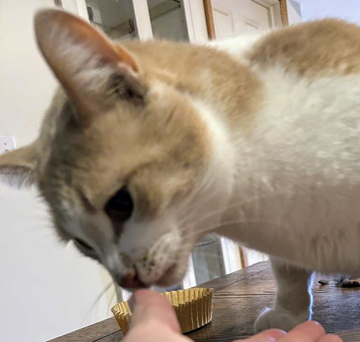 Photo of Chico