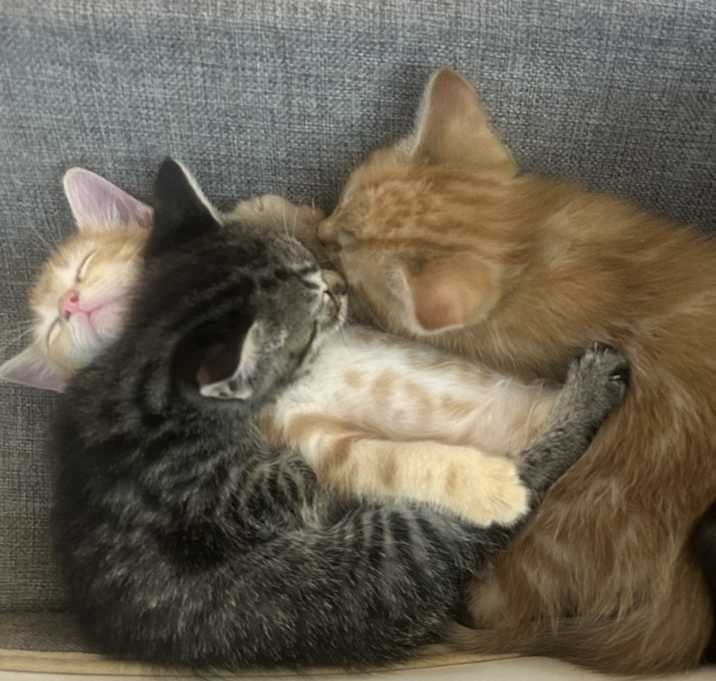 Photo of Kittens